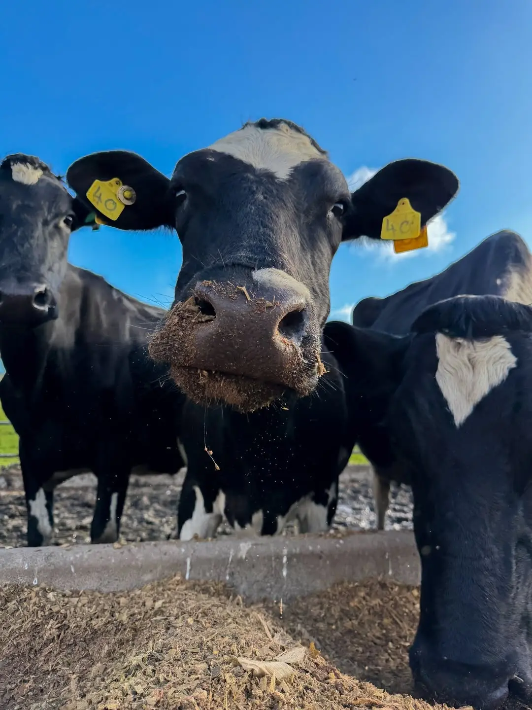 Friesian dairy cattle at Sosian Farm
