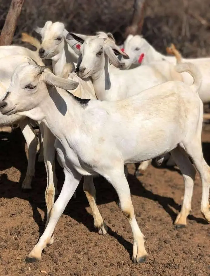 A herd of goats grazing at Sosian Farm