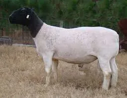 Dorper sheep flock
