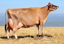 Jersey Cow