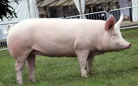 Large White Gilt