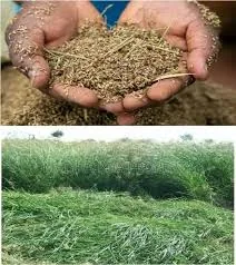 Rhodes Grass Seed