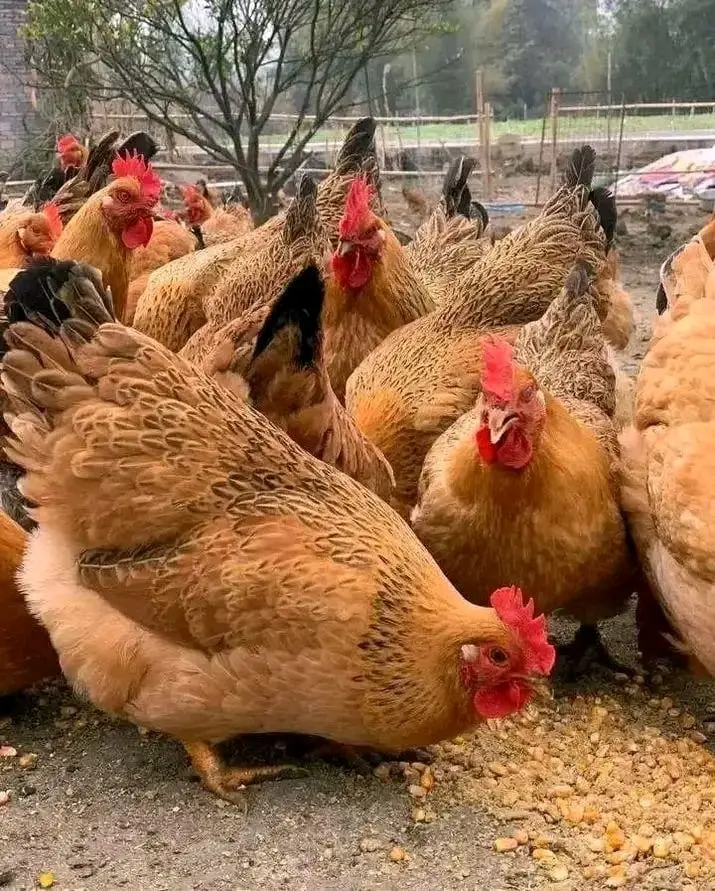 Point-of-Lay Pullets