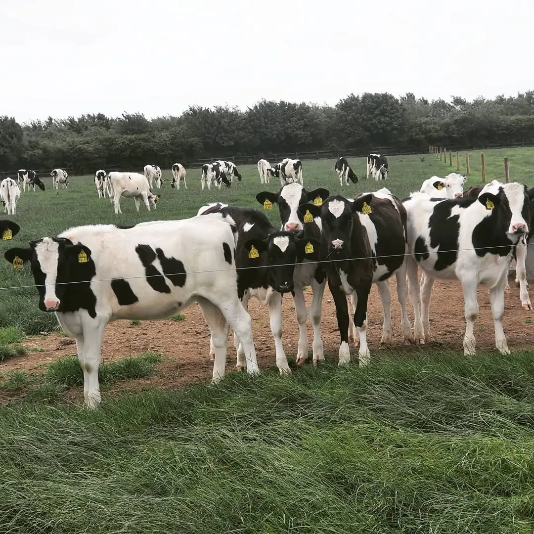 Friesian calves resting at Sosian Farm