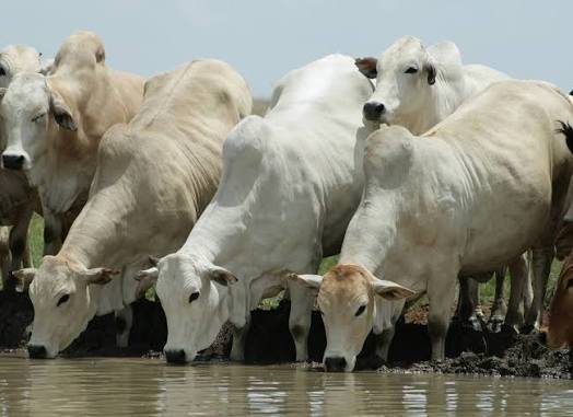 Pale cattle drinking at a waterhole at Sosian Farm on the Laikipia Plateau, Kenya